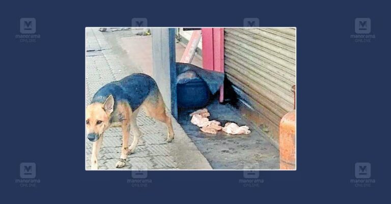 stray-dogs-chicken.jpg
