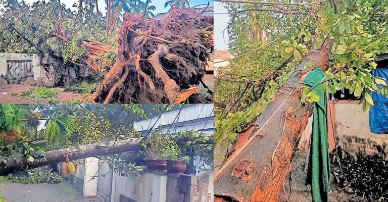 tree-fell-dowm.jpg