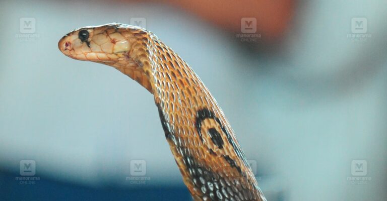 venomous-cobra-1.jpg