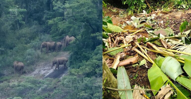 wild-elephant-attack-poovaranthode-1.jpg