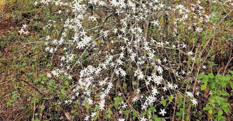 wild-jasmine-marayur-bloom.jpg