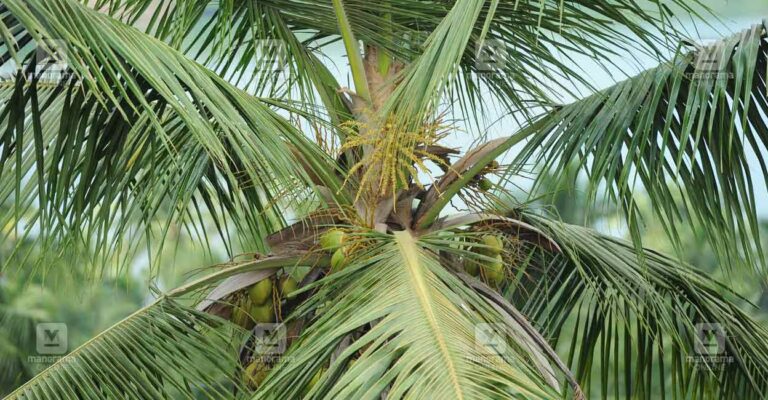 1782393750_coconut-tree.jpg