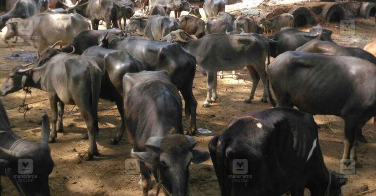 Cattle-market-kerala.jpg