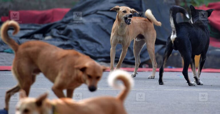 Stray-dog-fight.jpg