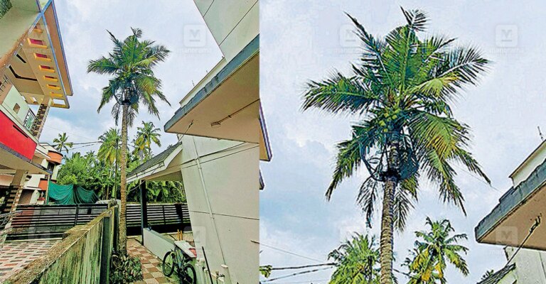 border-coconut-tree-dispute-1.jpg