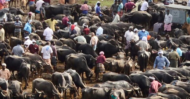 cattle-market.jpg