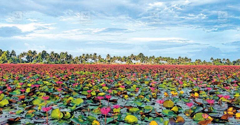 changanassery-paral-lily-bloom-1.jpg