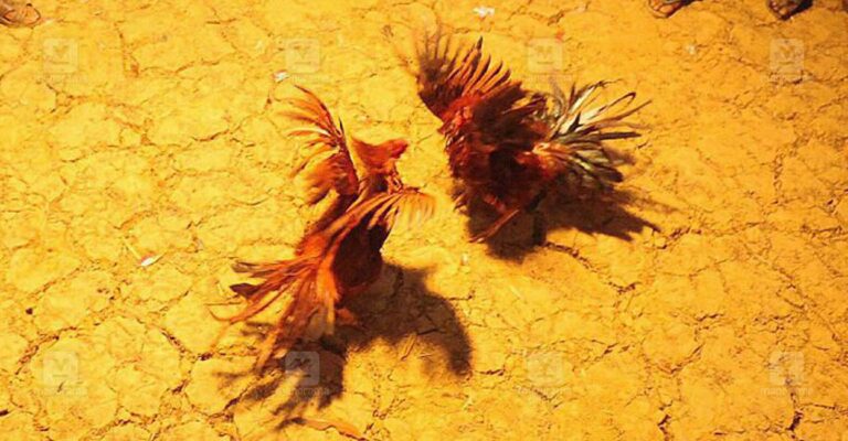 cockfighting-1.jpg