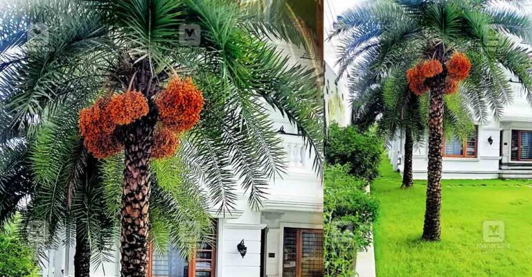 date-palm-new-tree.jpg