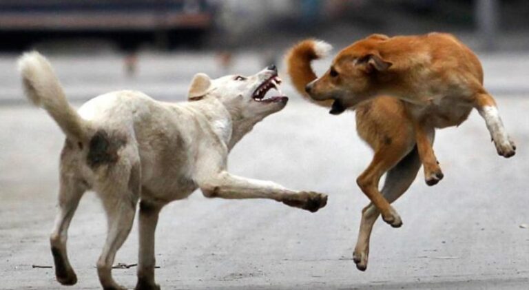 dog.jpg
