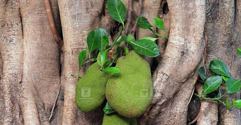fackfruit-1.jpg