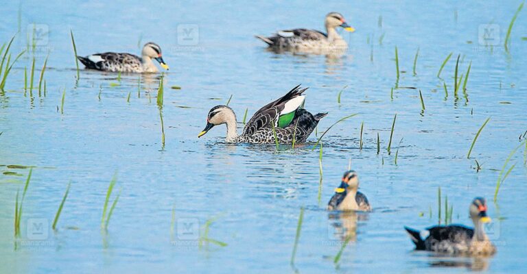 indian-spot-billed-ducks-1.jpg
