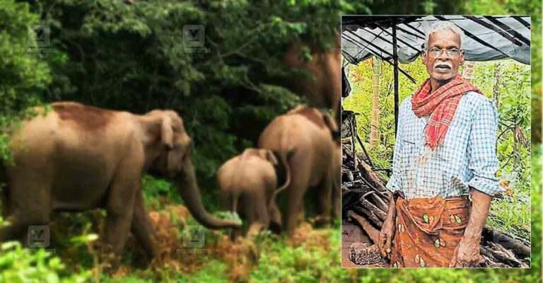 kannur-wild-elephant-rajagiri-unnathi.jpg