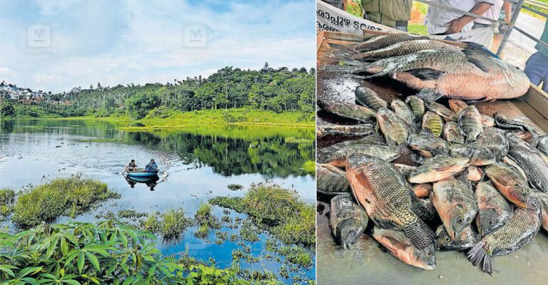 karapuzha-dam-fish-1.jpg