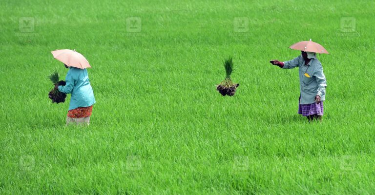 kuttanad-paddy-fields-1.jpg