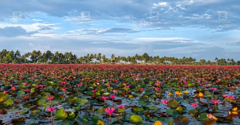 malarikkal-water-lily-4.jpg