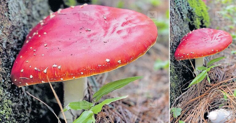 muscaria-mushroom-1.jpg