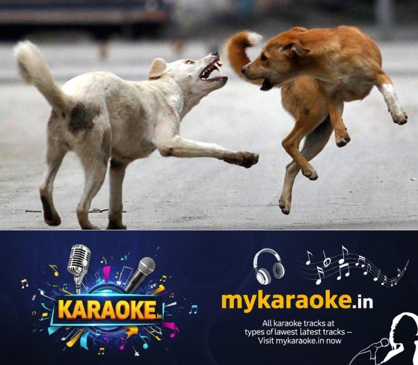 newskerala.net_1780443132_dog