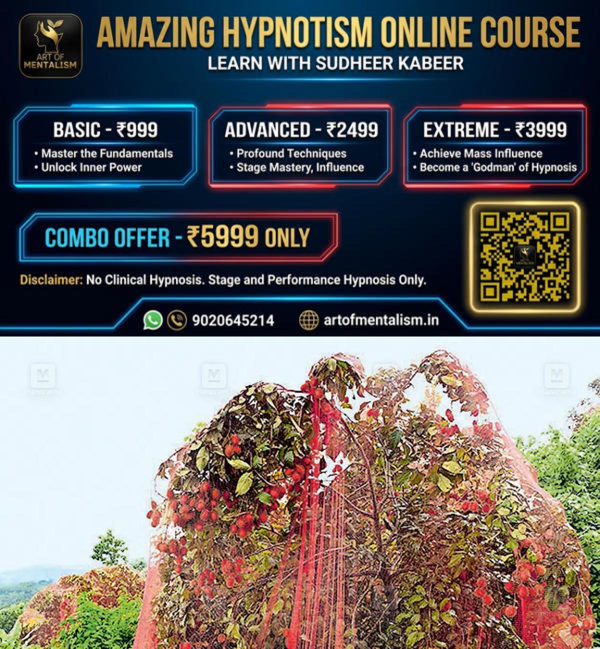 newskerala.net_1780628168_rambutan-farming-1