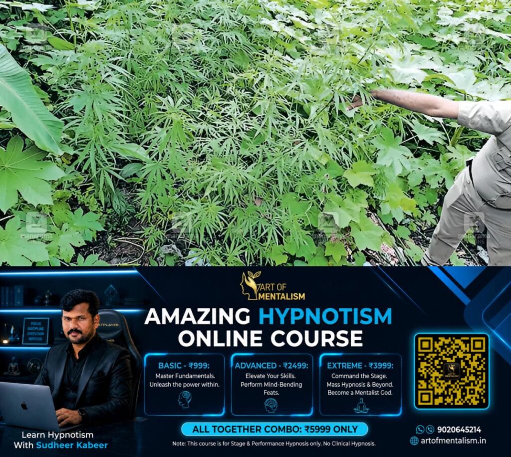 newskerala.net_1780888448_cannabis-plants-aluva-1