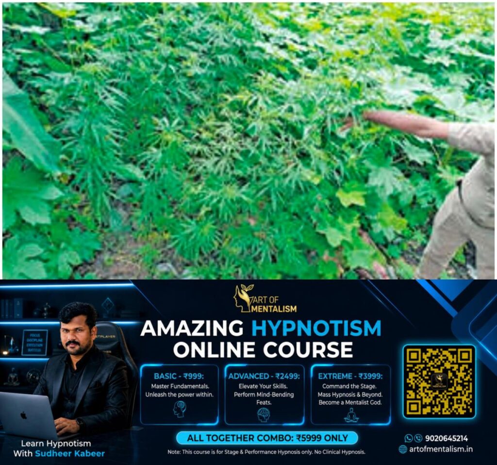 newskerala.net_1780905190_w-1280h-720format-jpgimgid-01ktk340yvtwqd0ksk7cedvjafimgname-ganja-1-1780904756186