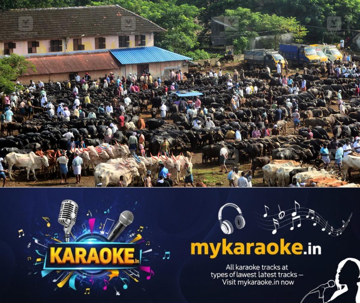 newskerala.net_1781599689_cattle-market-kuzhalmandam-