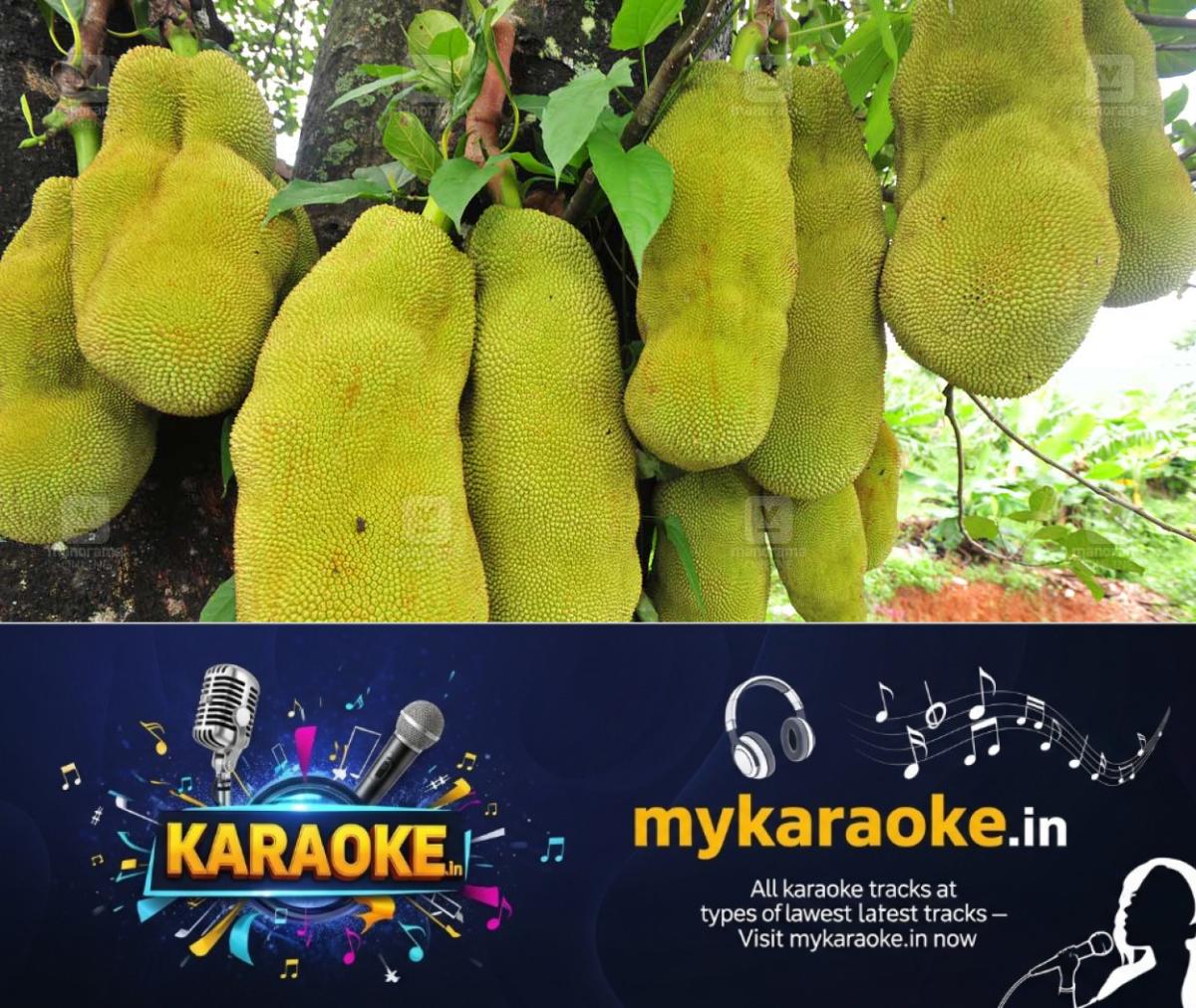 newskerala.net_1781836688_jackfruit