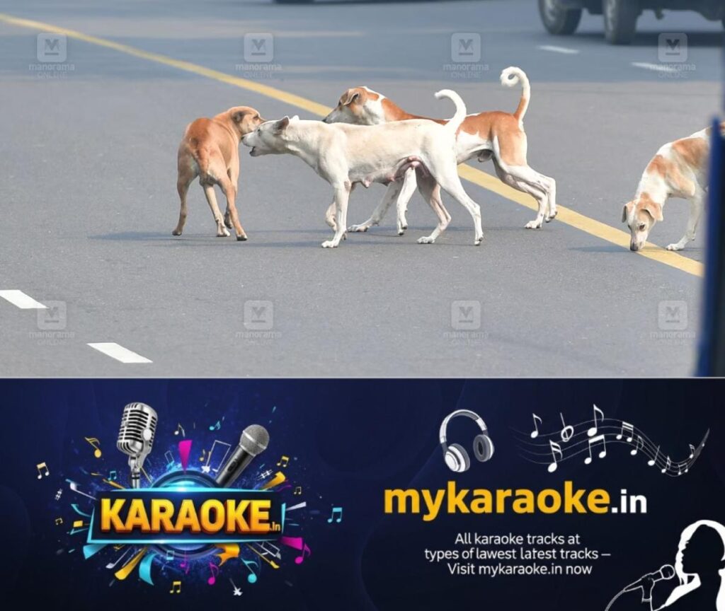 newskerala.net_1782382030_stray-dog-local