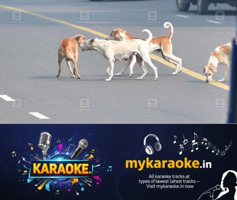 newskerala.net_1782382030_stray-dog-local