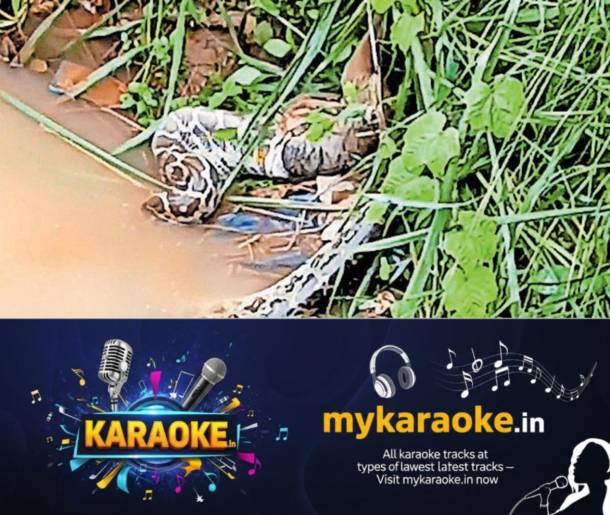 newskerala.net_1782444373_python-attempts-to-swallow-fox