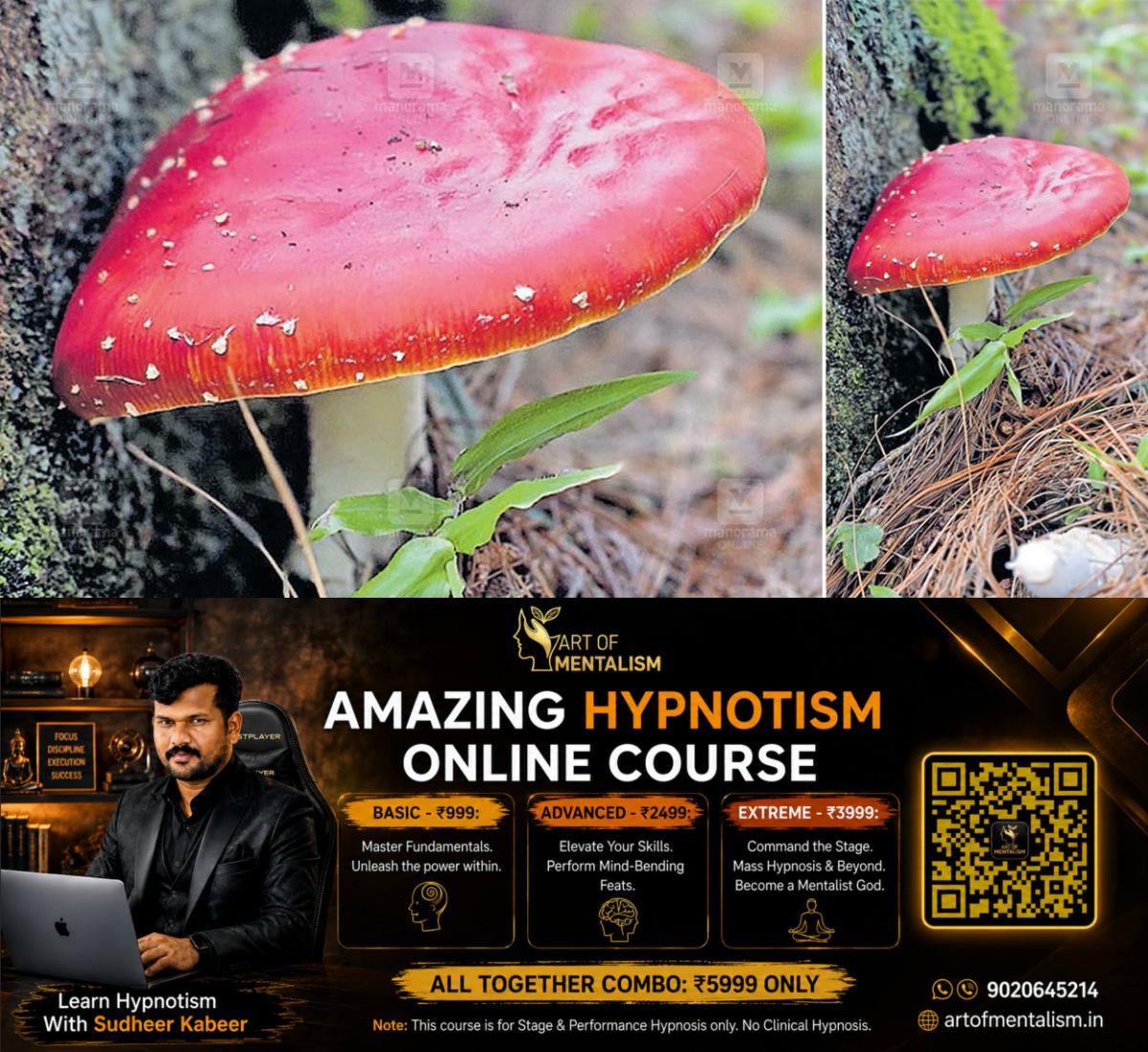 newskerala.net_1782547454_muscaria-mushroom-1