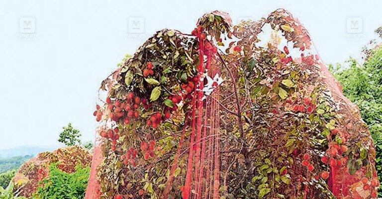 rambutan-farming-1.jpg