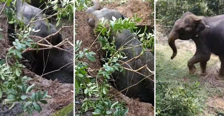wild-elephant-edakkara.jpg