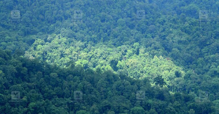 Gavi-forest-area.jpg