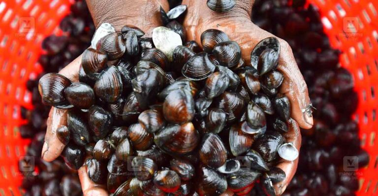 alappuzha-clam-fishing.jpg