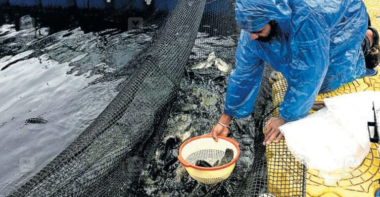 banasura-dam-fish-1.jpg