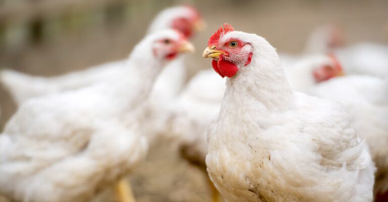 broiler-chicken.jpg