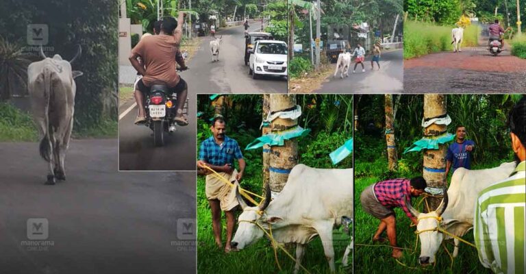 changanassery-runaway-bull-news.jpg