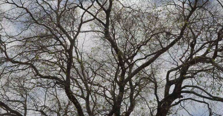 changanassery-vazhoor-road-trees.jpg