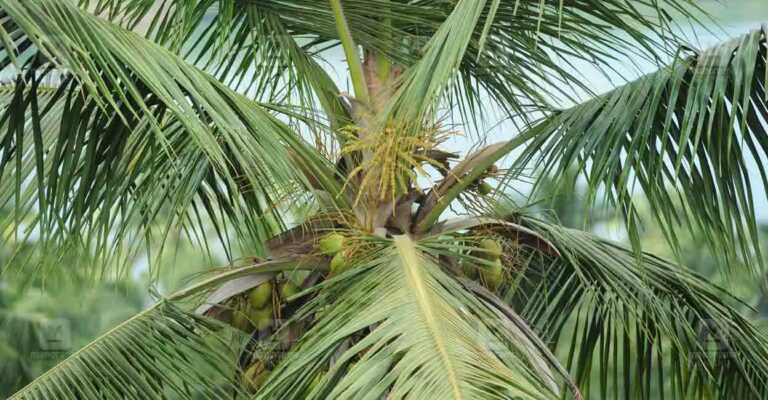 coconut-tee-1.jpg