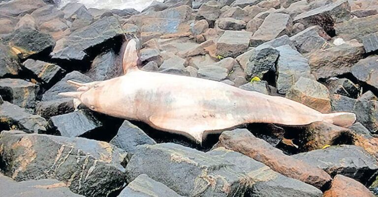 dead-dolphin-kozhikode-1.jpg