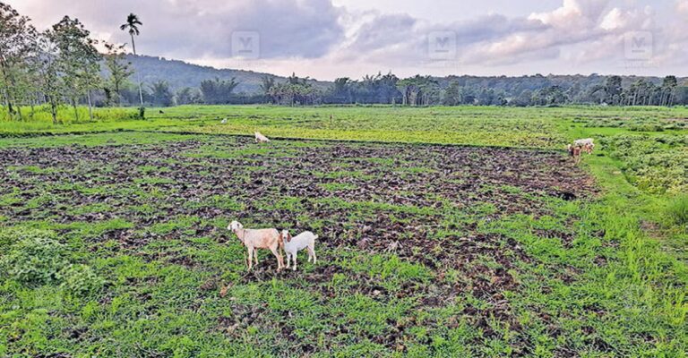 dry-fields-marakkadavu.jpg