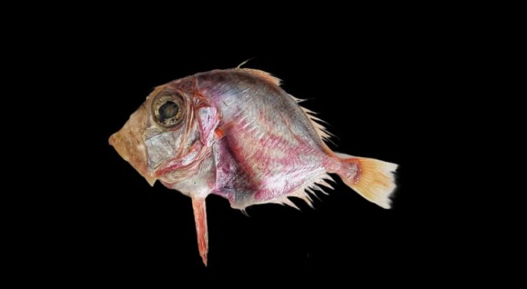 fish.jpg
