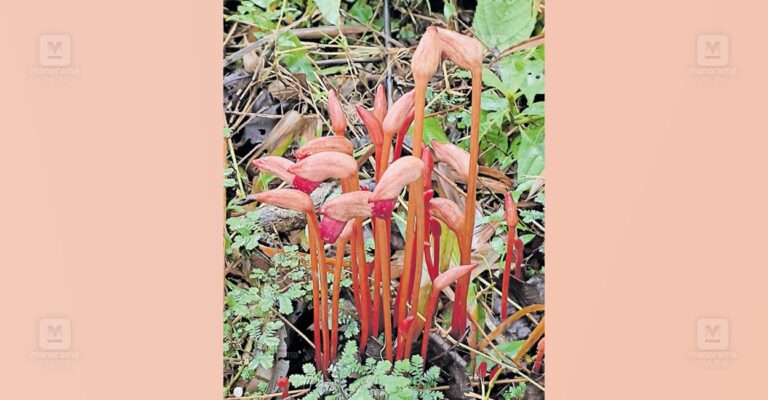ghost-flower-bloom-1.jpg
