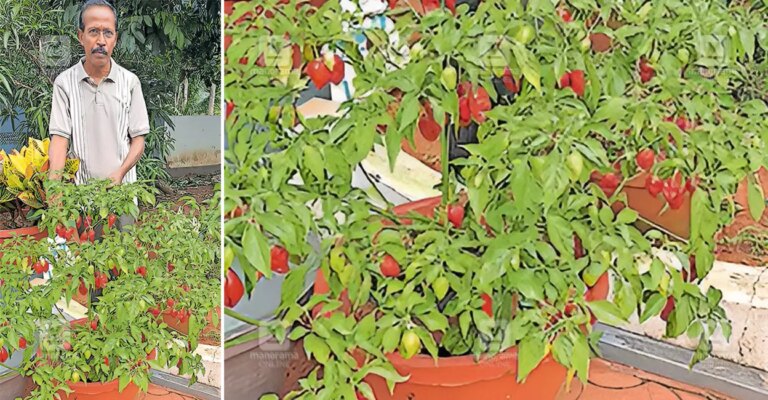 ghost-pepper-kerala-cultivation-1.jpg