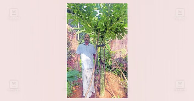 giant-elephant-foot-yam-cultivation-cheriyanad-1.jpg