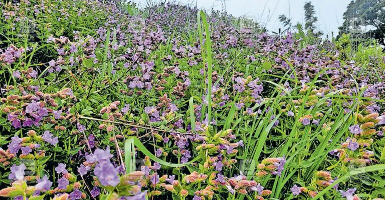 neelakurinji-bloom-1.jpg