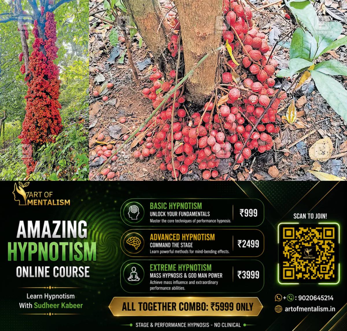 newskerala.net_1782960732_baccaurea-courtallensis-1