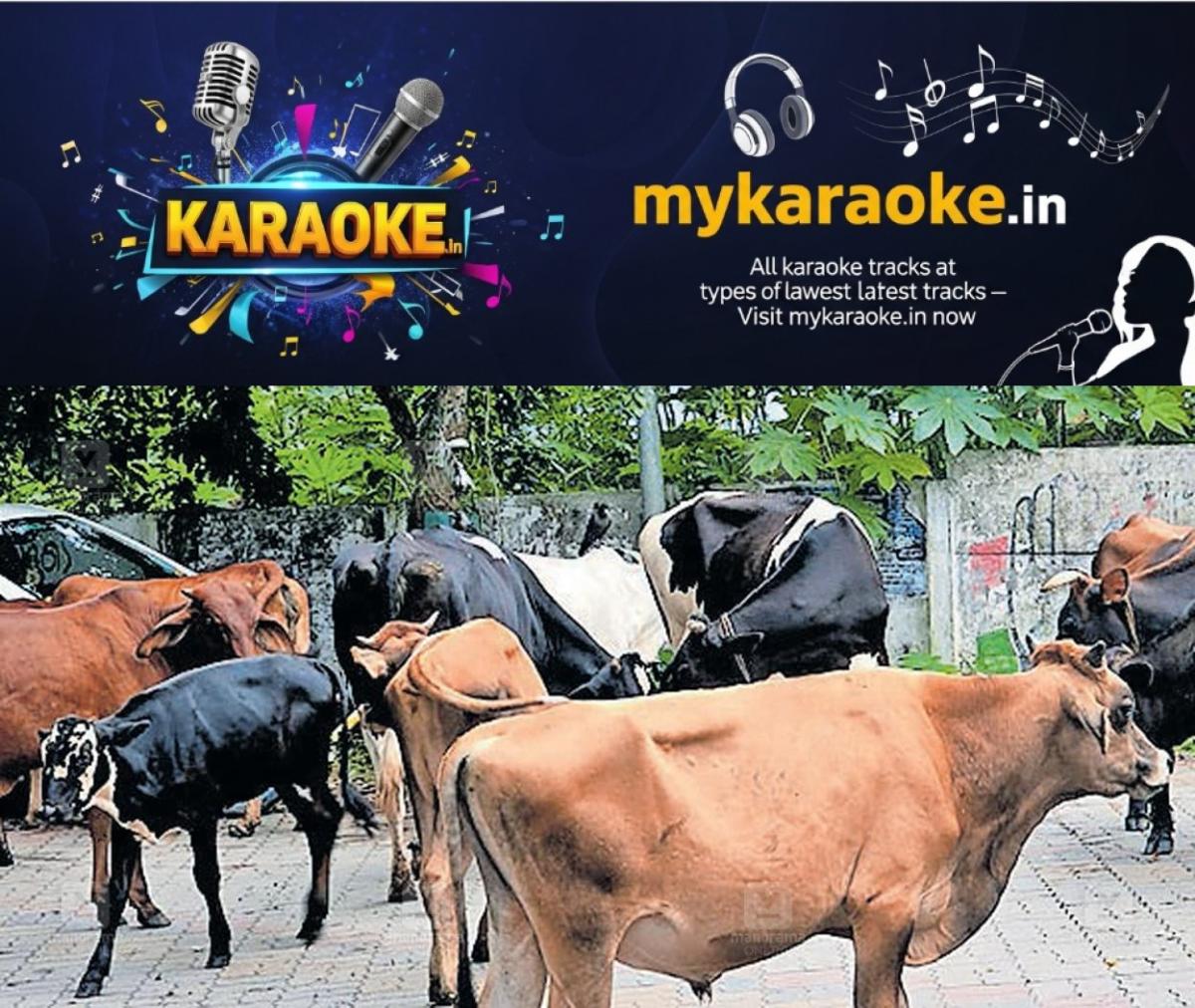 newskerala.net_1782966737_palakkad-stray-cattle-menace-1