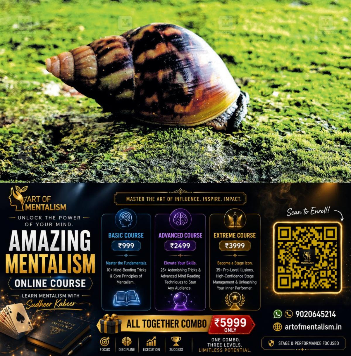newskerala.net_1783221192_african-snail-4